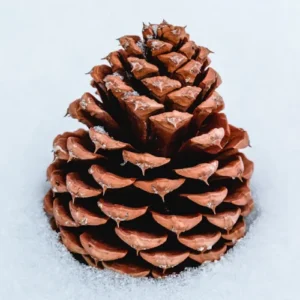 Pine Cone